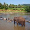 Elephant on Sri Lanka