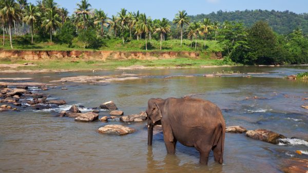 Elephant on Sri Lanka